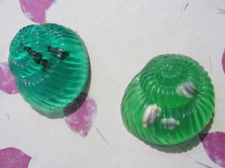 Triton’s Life Mollusc